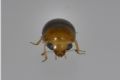 Cybocephalus sp.